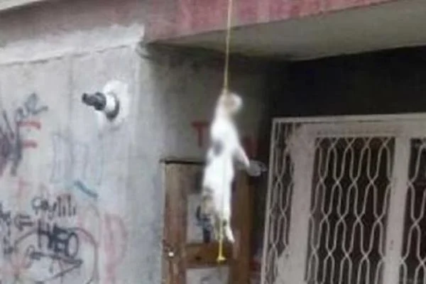 Tokat'ta ipe asılı kedi bulundu