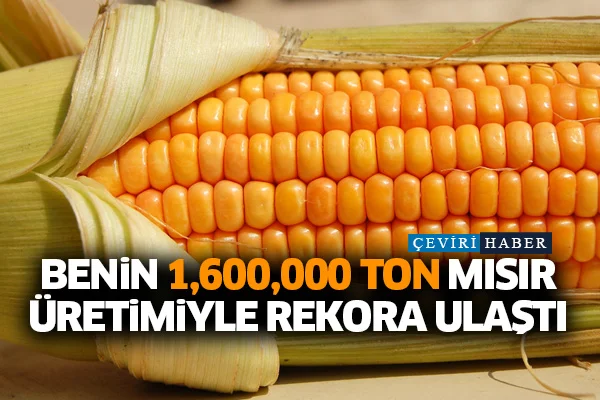 Benin 1,600,000 ton mısır üretimiyle rekora ulaştı