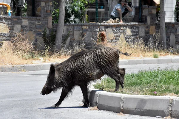 Bodrum sokaklarında 'yaban domuz' alarmı!