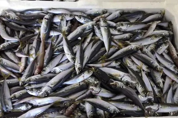 Bursa'da 13 ton balığa el konuldu