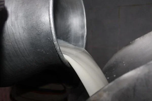 Çiğ süt destekleme ödemeleri yarın başlıyor