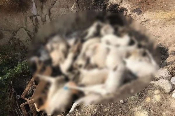 Denizli'de aç bırakıldığı öne sürülen keçiler öldü