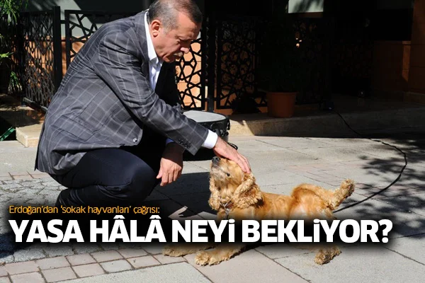 Erdoğan'dan 'sokak hayvanları' çağrısı: Yasa hâlâ neyi bekliyor?