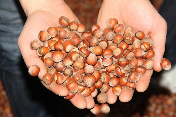 Giresun'da fındık fiyatı 13,50 liraya yükseldi