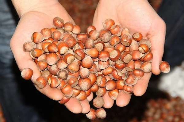 Giresun'da fındık fiyatı 13,50 liraya yükseldi