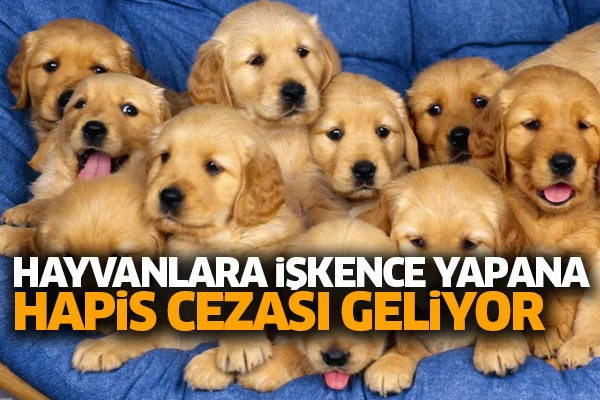Hayvanlara işkence yapana hapis cezası geliyor