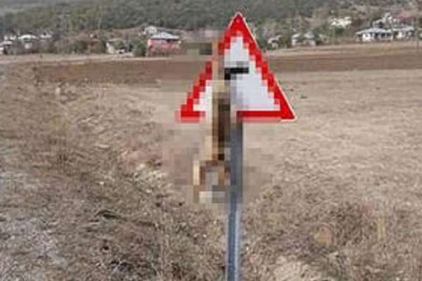 Kahramanmaraş'ta vahşet: Tilkiyi öldürüp trafik levhasına astılar