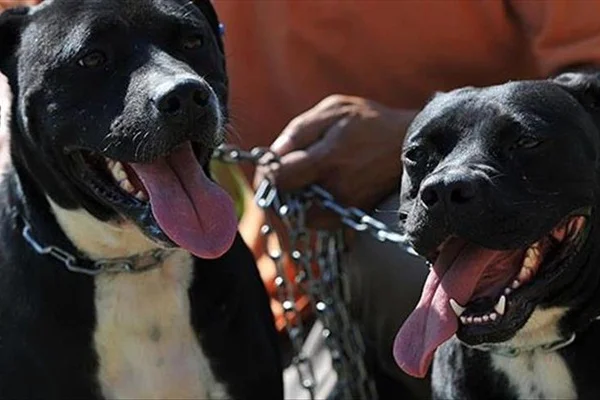 Kırşehir Valiliğinden 'tehlikeli köpekler' uyarısı