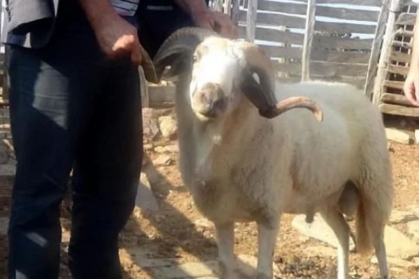 Koçun saldırısına uğrayan kadın öldü