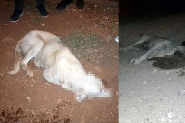 Mardin'de çok sayıda köpek zehirlendi