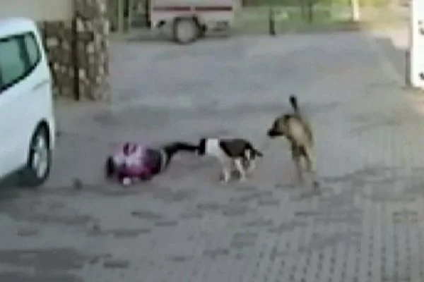 Servis bekliyen öğrenciye, pitbull köpeği saldırdı