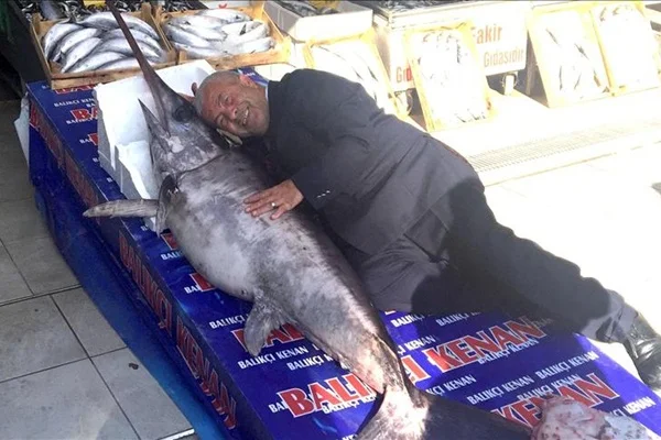 2 metrelik balık ağlara takıldı