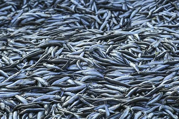 4 günde 500 ton hamsi avladılar