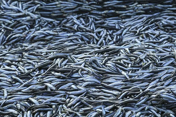 4 günde 500 ton hamsi avladılar