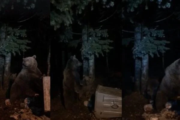 Aç kalan ayılar, şehre indi