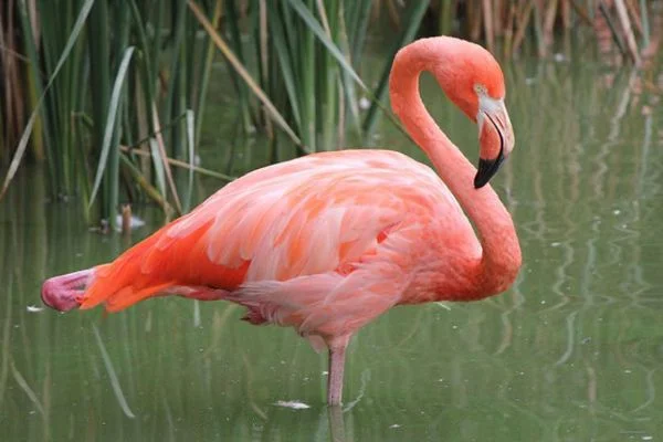 Adana 'Pembe Flamingoların' yuvası oldu!