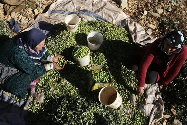 Afrin'de terörden uzak ilk zeytin hasadı
