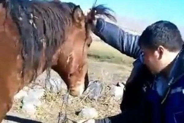 Akıllara durgunluk veren olay! Atı bu halde buldular