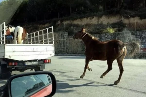 Atı, kamyonetin kasasına bağlayıp koşturdu