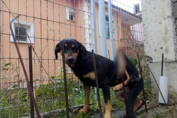Bacağına demir saplanan köpeği itfaiye kurtardı