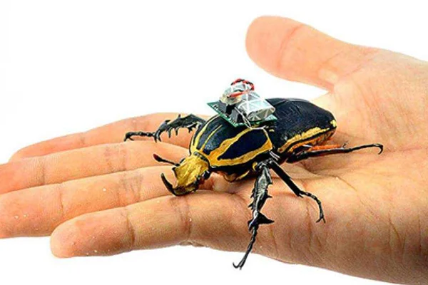 Bilim insanları böcek drone ürettiler