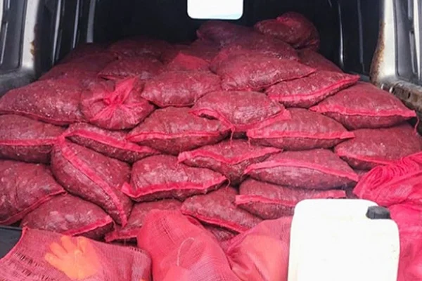 Bursa'da 2 ton kaçak midye ele geçirildi