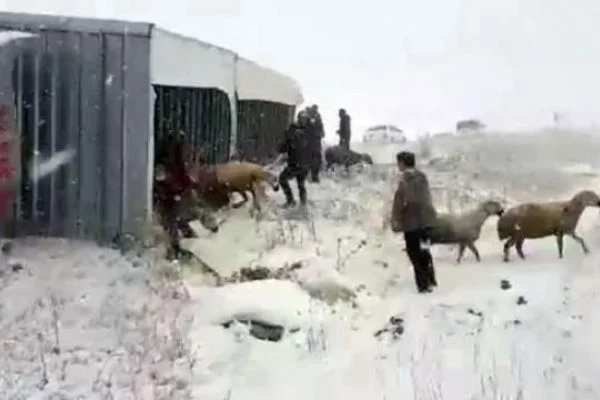Devrilen TIR'daki koyunları çevredekiler kurtardı