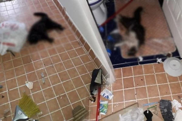 Eskişehir'de 'kedi' vahşeti