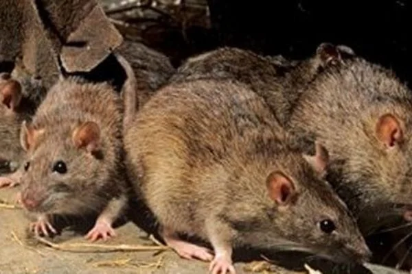 Fare hepatiti insanlığı tehdit ediyor...