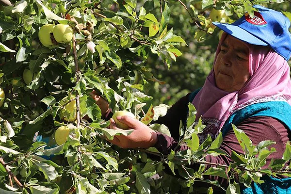 Fransa ve İspanya'daki bebeklerin meyve püresi Erzincan'dan