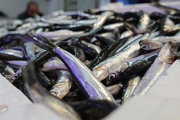 Hamsi 2 ayda 1,6 milyon dolar kazandırdı