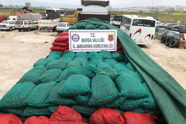 Jandarma ekiplerinin yaptığı operasyonla 25 ton kaçak avlanmış midye ele geçirildi