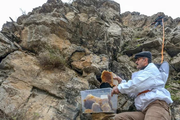 'Kaya balı'na ulaşmak için tehlikeyi göze alıyorlar