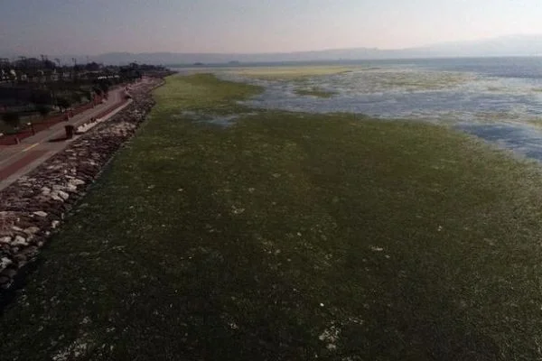 Körfez'deki zehirlenme uyarısına açıklık geldi
