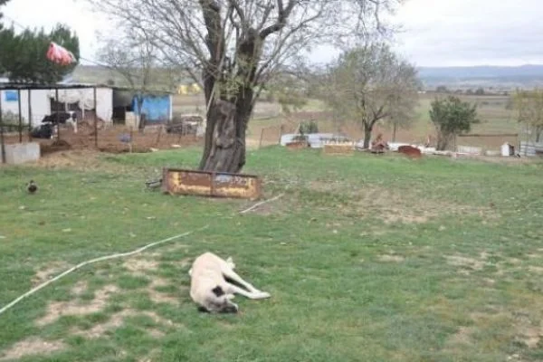 Korkunç olay! Köpekleri zehirleyip bunu yaptılar