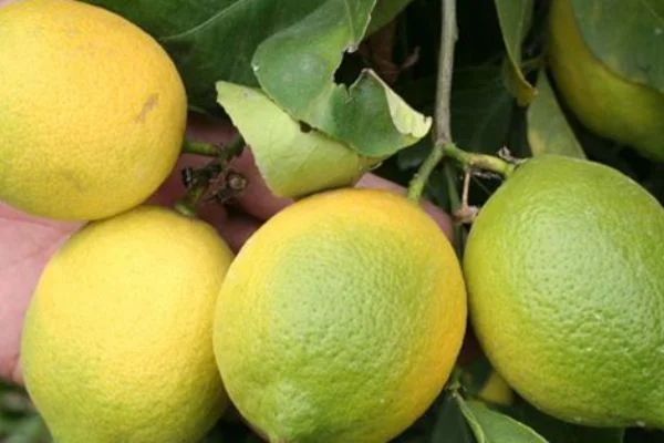 Limon dilimleriyle uyumanın faydaları...