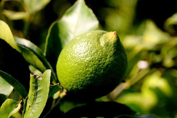 Limonda üretim arttı, fiyatlar düştü