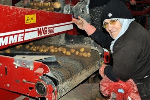 Müjde Nevşehir'den geldi! Patates üreticileri indirime gitti