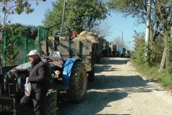 TMO tarafından fındık alımına başlandı, uzun kuyruklar oluştu
