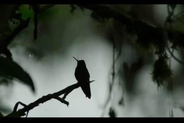 Ünlü belgeselci David Attenborough,'Gezegenimiz için hala geç değil'