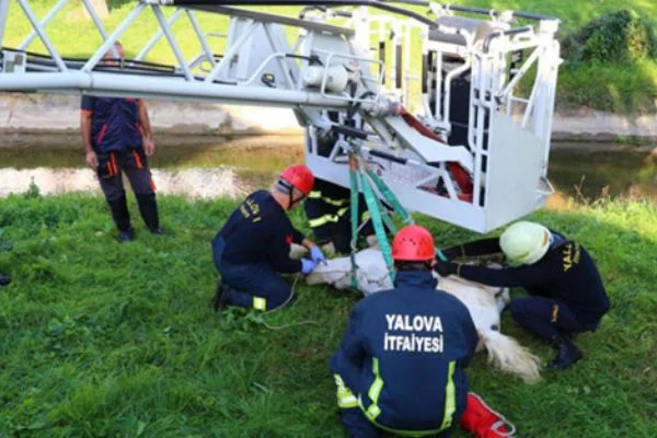 Yalova seferber oldu! Atı dereye atmışlar