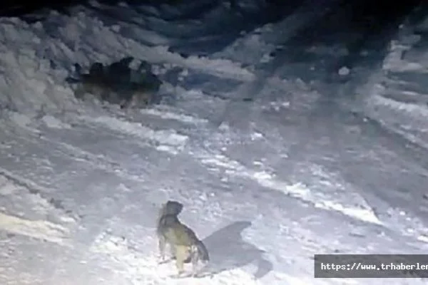 Aç Kurtlar köye indi, iki köpeği telef etti