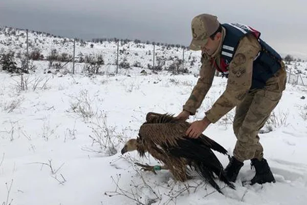 Asker akbabayı donmak üzereyken buldu üzerindeki bilgi şaşırttı