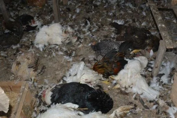 'Bahçe tarafına doğru ilerleyince...' Onlarca hayvan böyle bulundu