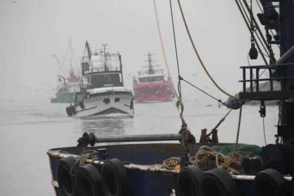 Batı Karadeniz'de çinekop bolluğu