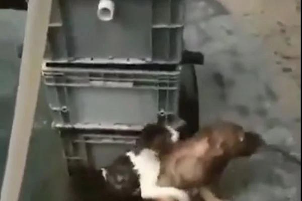 Can kurtaran köpek, kediyi kurtardı