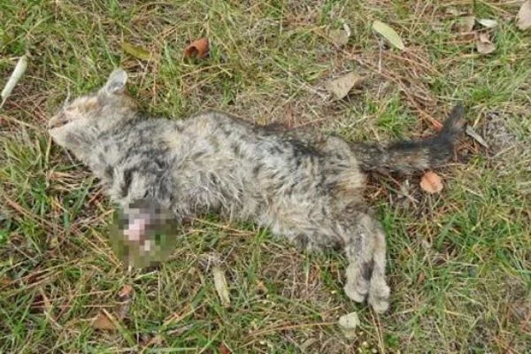 Çorum'da patileri kesilmiş kedi bulundu