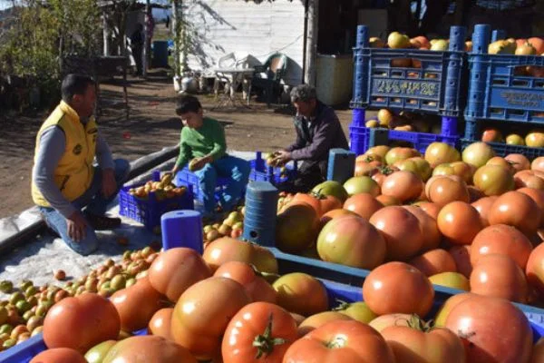 Datça'nın 'güz domatesi' üreticisini sevindirdi