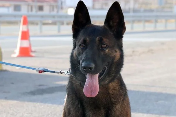 Dedektör köpek Odin 1 ton uyuşturucu buldu