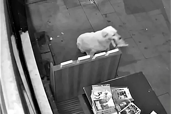 'Gandalf' ağzındaki kitapla gülümsetti